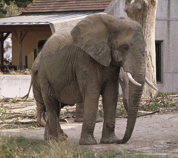 Шьонбрун - най-старата зоологическа градина в света (Schonbrunn Zoo)